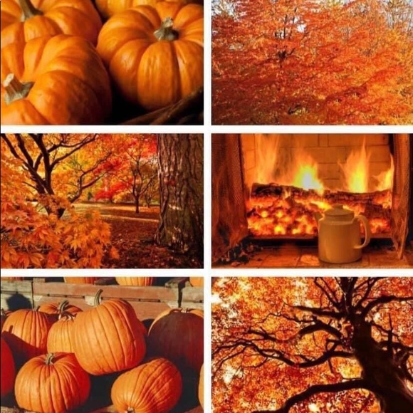 Meet your Posher, Tara - Picture 3 of 3